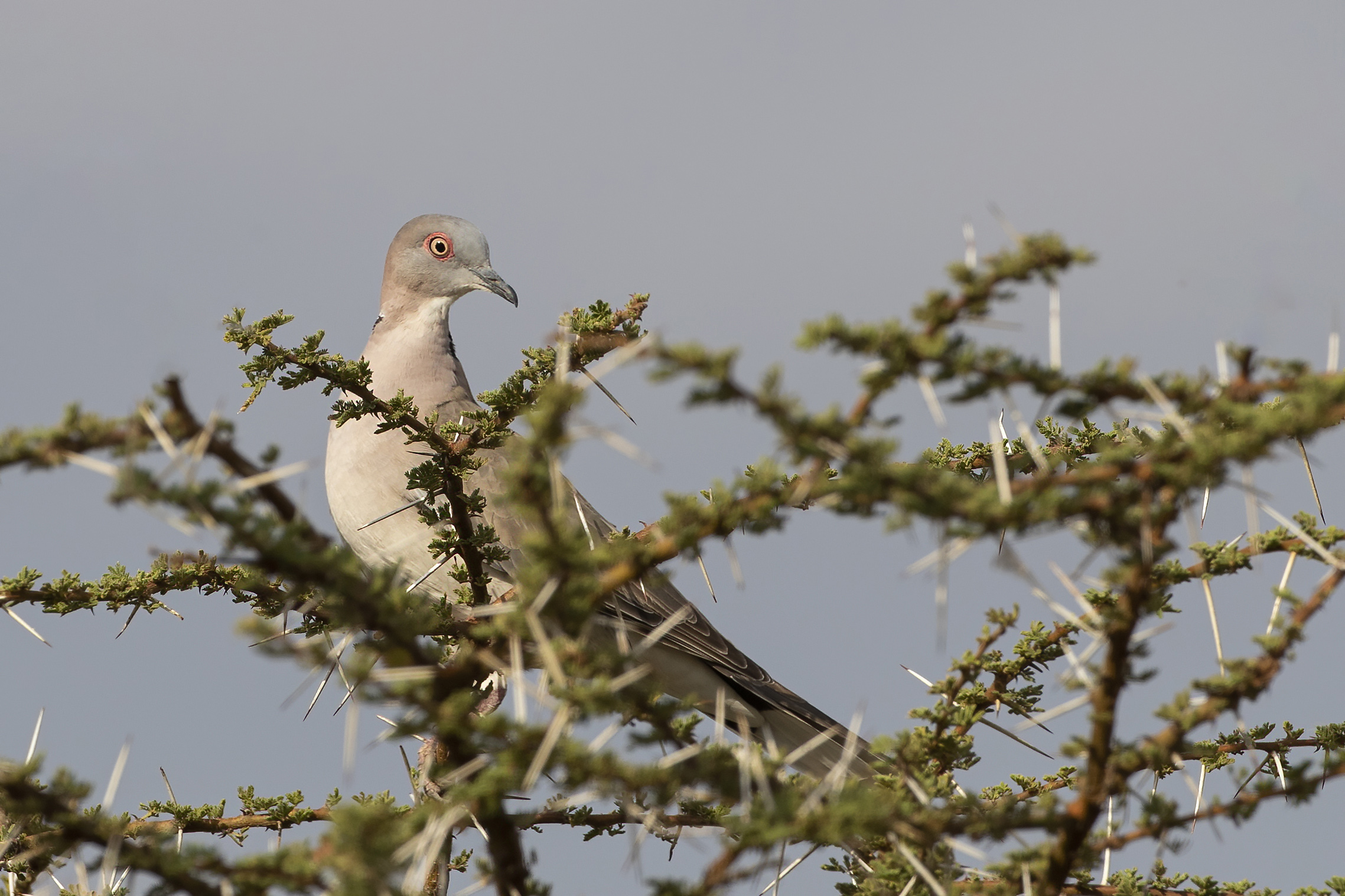 Abbott's Starling